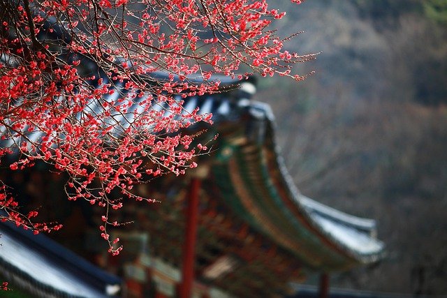 Korea Bundang expat family housing - Travel