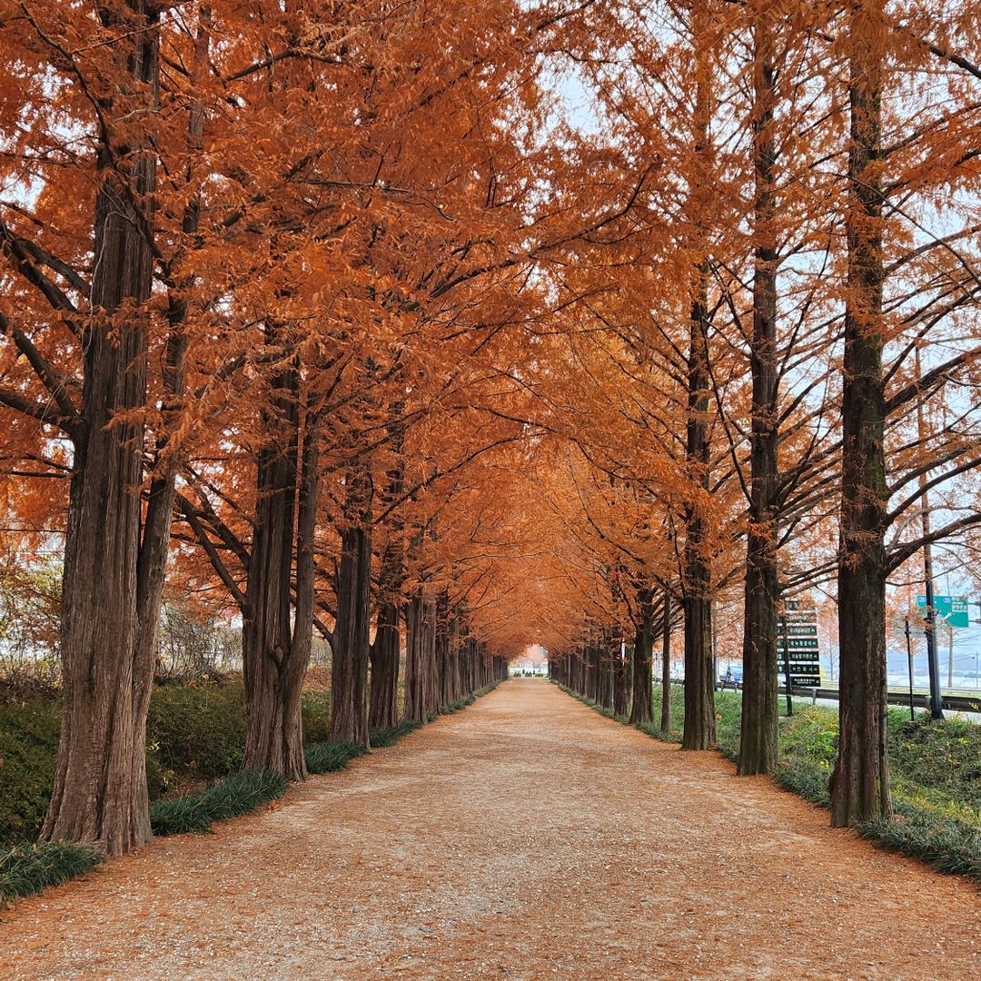 Strategic Public Transit Routes for Peak Autumn Foliage and Cultural Exploration in Korea