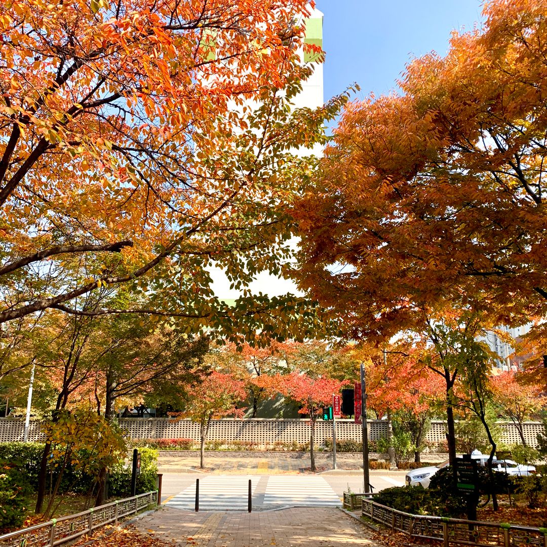 Seven-Day Public Transit Route for Peak Autumn Foliage Across Central and Southern Korea